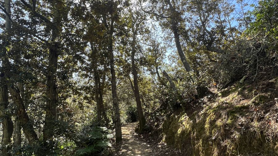 Forest canopy with dappled light and bench