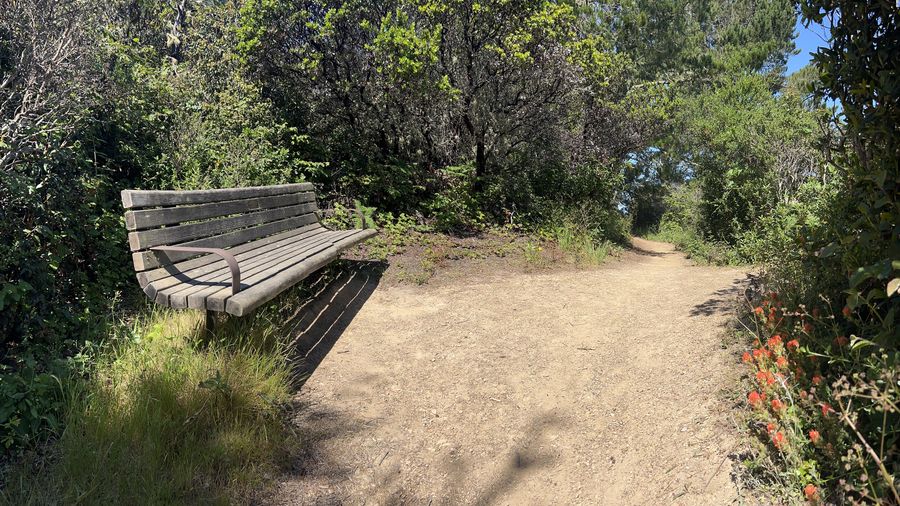 Forest path with structured clearing and bench