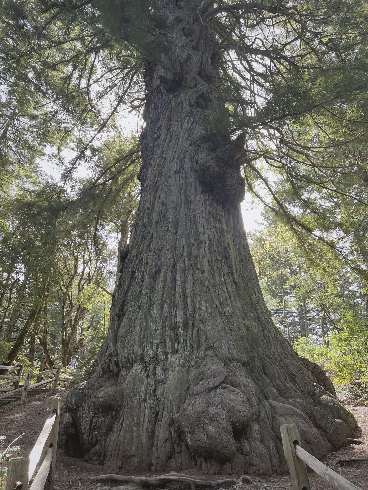 The Methuselah redwood's trunk rising from the fenced trail at its base, canopy overhead
