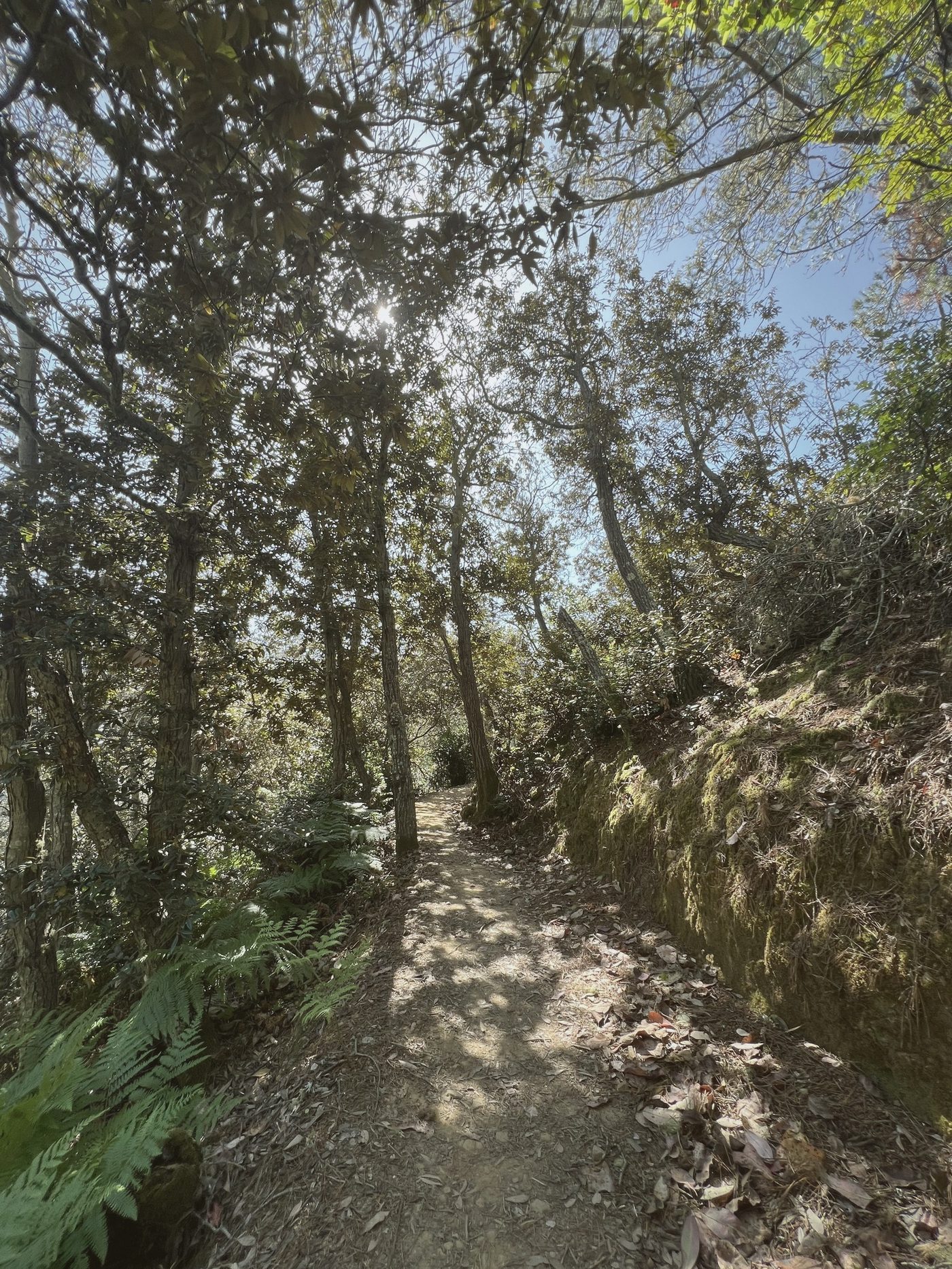 Sunlit trail under the canopy with ferns, San Pedro Valley