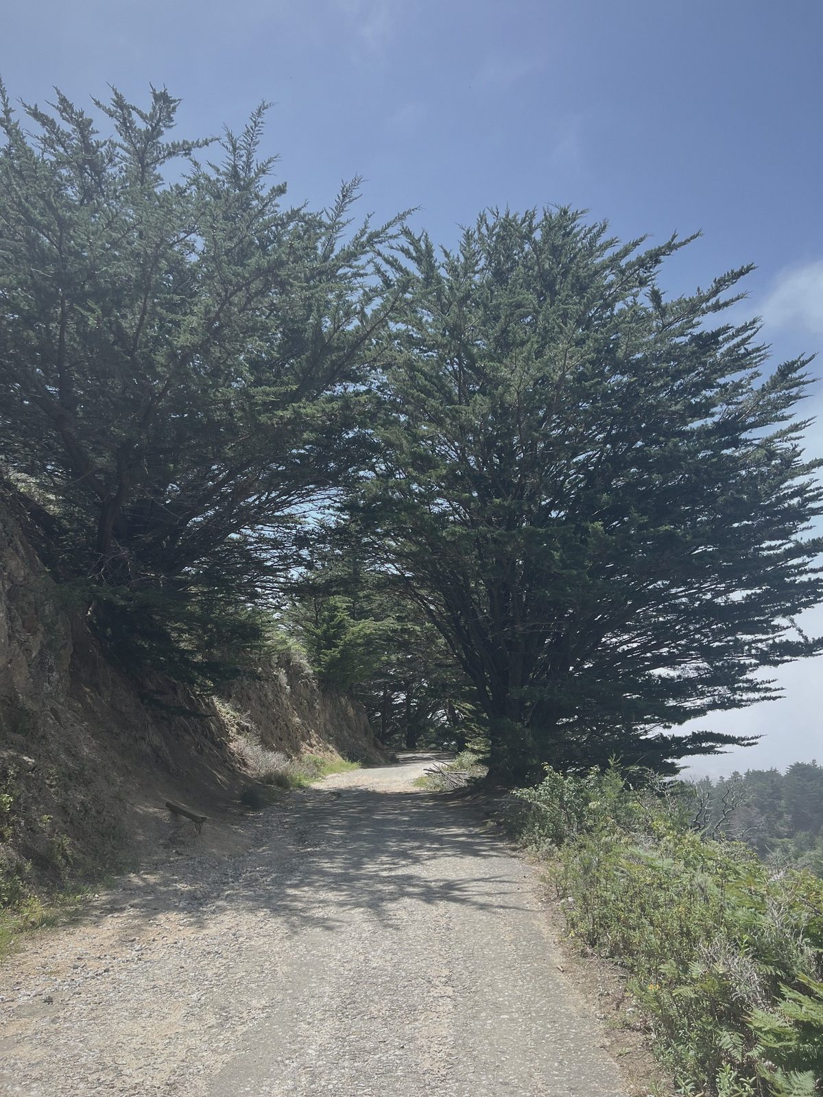 The trail passing under an arching cypress on the coastal ridge