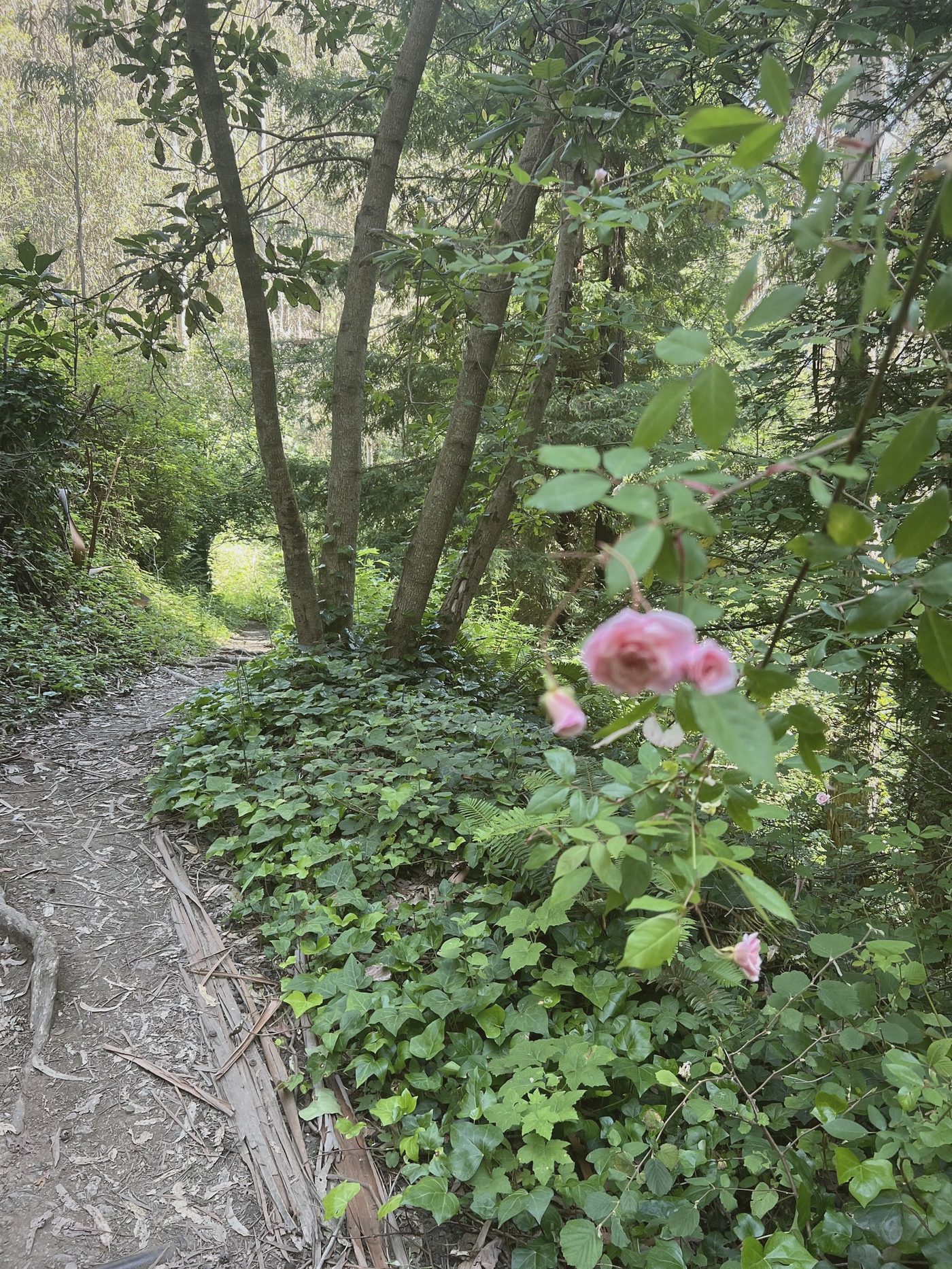 A wild rose beside the forest path, San Pedro Valley